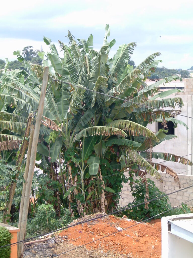 banana tree