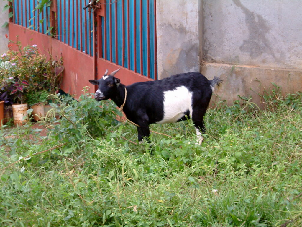 A black and white goat stands in some overgrown grass on a street corner.
