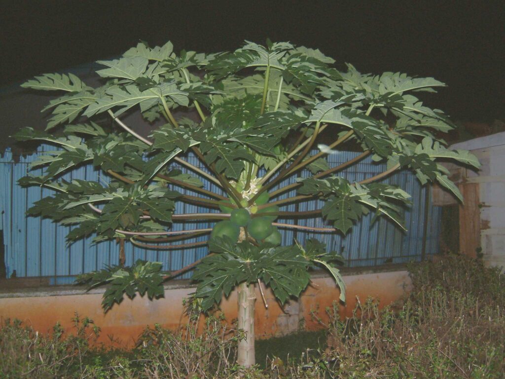 Papaya tree at night.